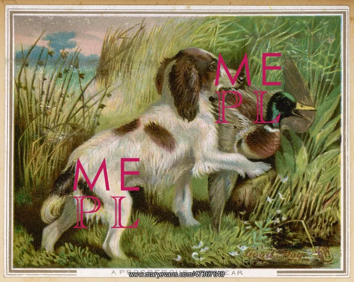 : SPRINGER SPANIEL CARD : SPRINGER SPANIEL CARD