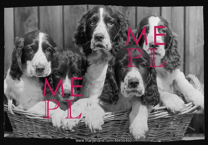 : Springer Spaniel puppies : Springer Spaniel puppies