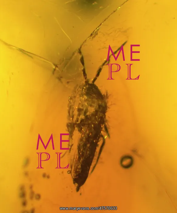 : Springtail in amber : Springtail in amber