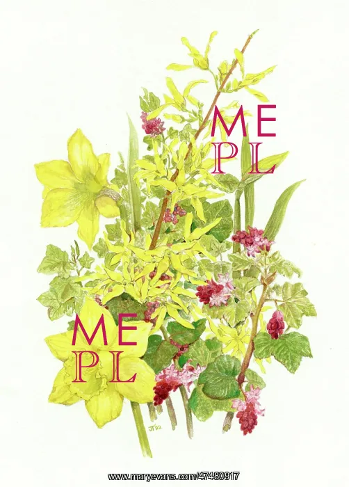 : Springtime Daffodil, Flowering Currant, Forsythia : Springtime Daffodil, Flowering Currant, Forsythia