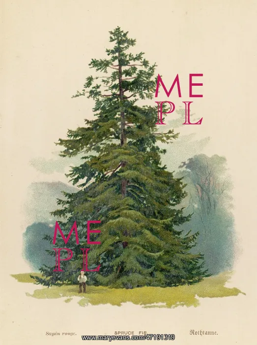  : SPRUCE FIR TREE