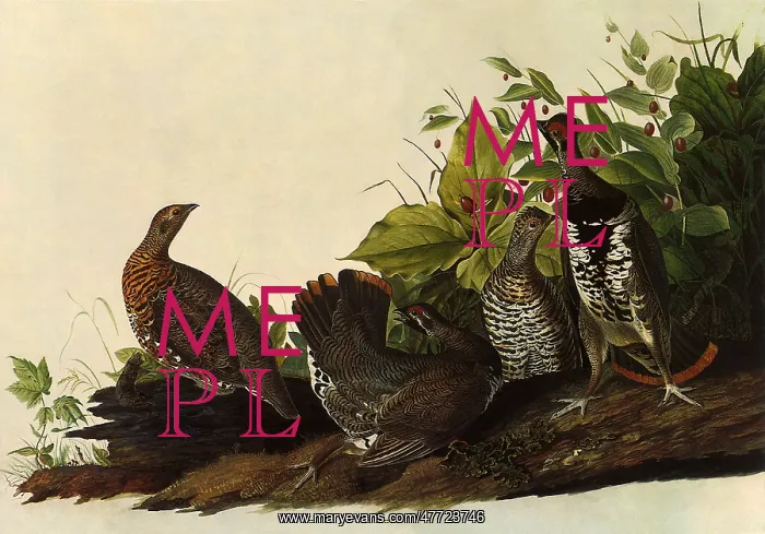 : Spruce Grouse, Canachites canadensis : Spruce Grouse, Canachites canadensis