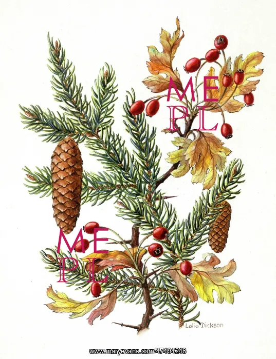  : Spruce and Hawthorn
