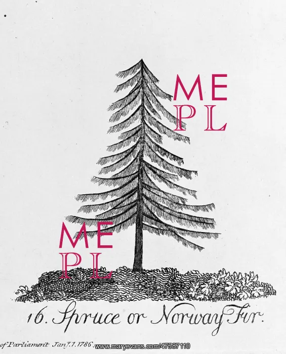 : Spruce or Norway Fir : Spruce or Norway Fir