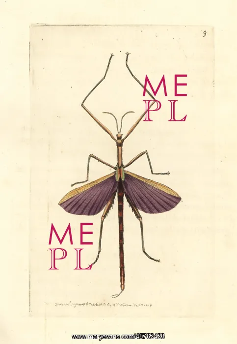 : Spur-legged stick insect, Didymuria violescens : Spur-legged stick insect, Didymuria violescens