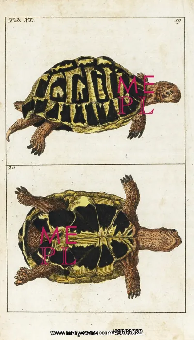 : Spur-thighed tortoise or Greek tortoise, Testudo graeca : Spur-thighed tortoise or Greek tortoise, Testudo graeca