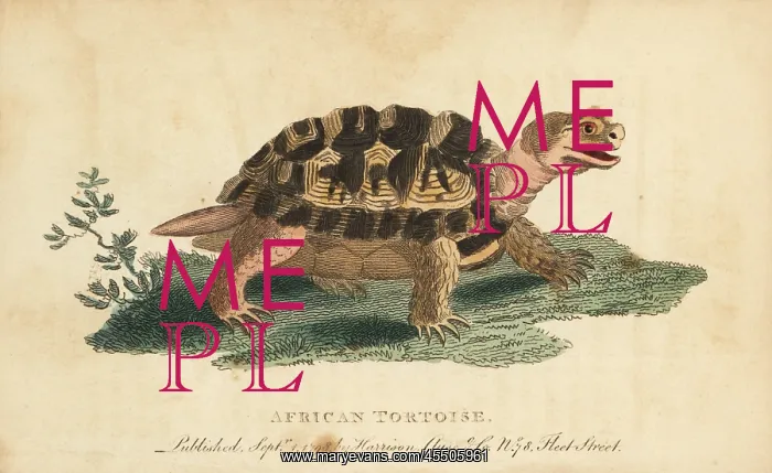 : Spur-thighed tortoise, Testudo graeca : Spur-thighed tortoise, Testudo graeca
