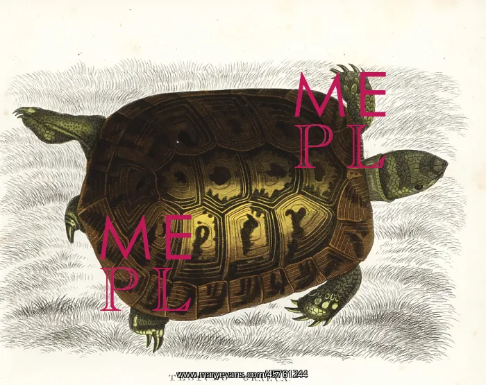 : Spur-thighed tortoise, Testudo graeca. Vulnerable : Spur-thighed tortoise, Testudo graeca. Vulnerable