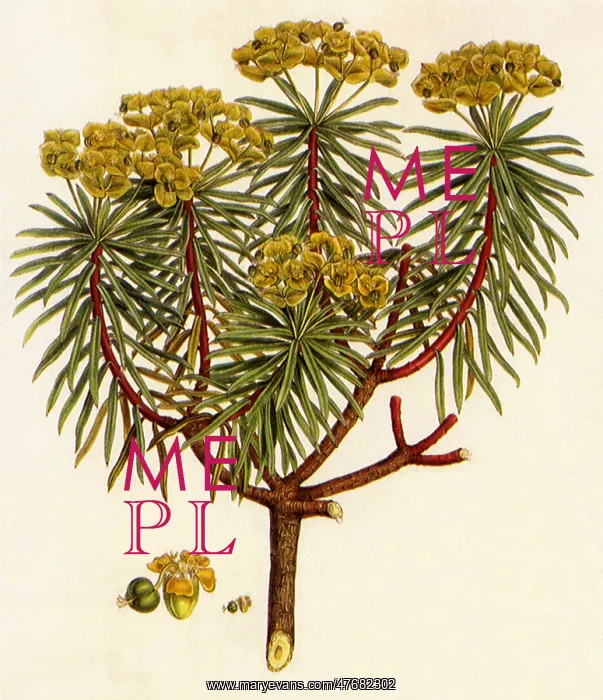 : Spurge, Euphorbia dendroides : Spurge, Euphorbia dendroides