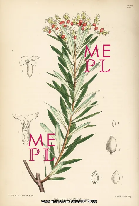 : Spurge flax or flax-leaved daphne, Daphne gnidium : Spurge flax or flax-leaved daphne, Daphne gnidium