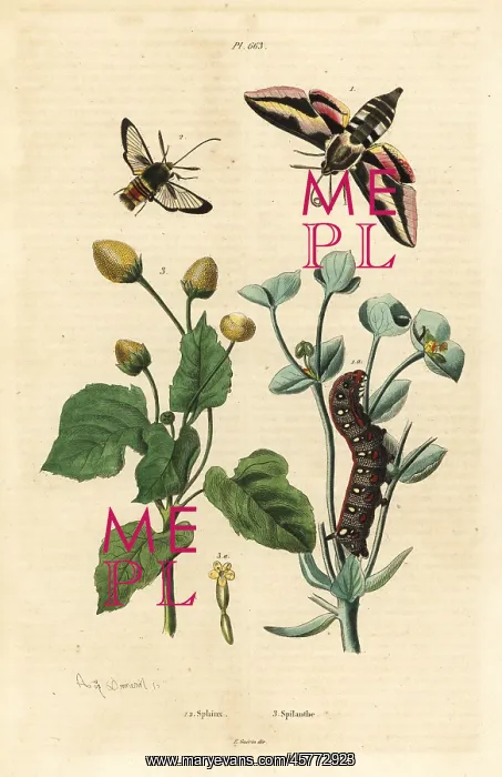 : Spurge hawk-moth, hornet moth and toothache plant : Spurge hawk-moth, hornet moth and toothache plant