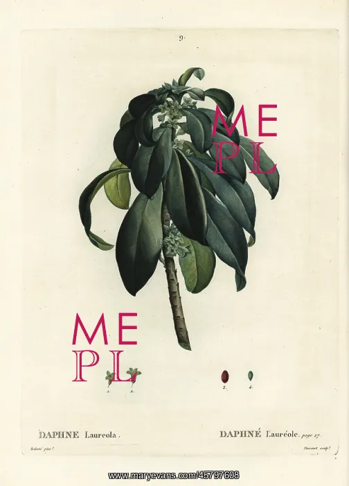 : Spurge laurel, Daphne laureola : Spurge laurel, Daphne laureola