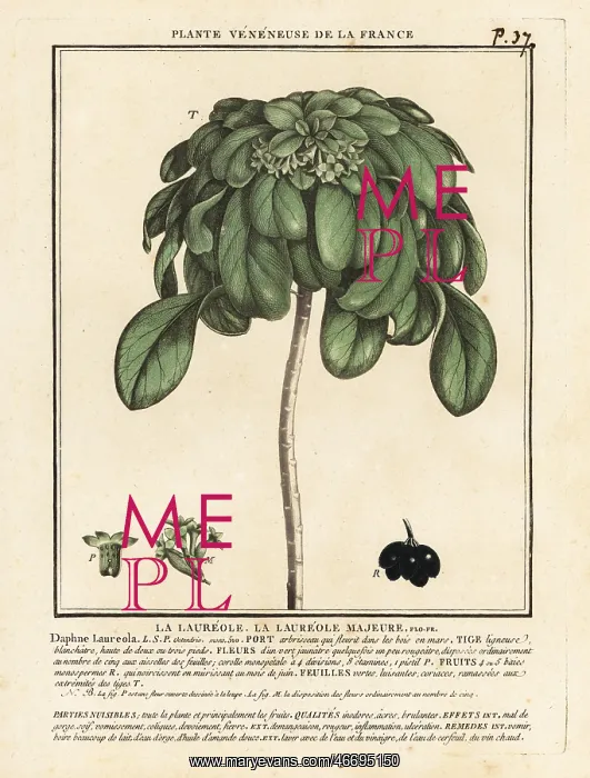 : Spurge laurel, Daphne laureola : Spurge laurel, Daphne laureola