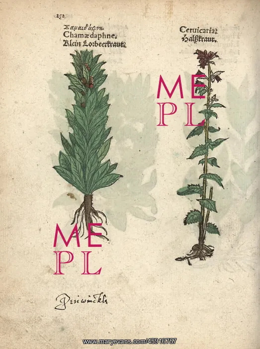 : Spurge laurel, Daphne laureola, and bristly : Spurge laurel, Daphne laureola, and bristly