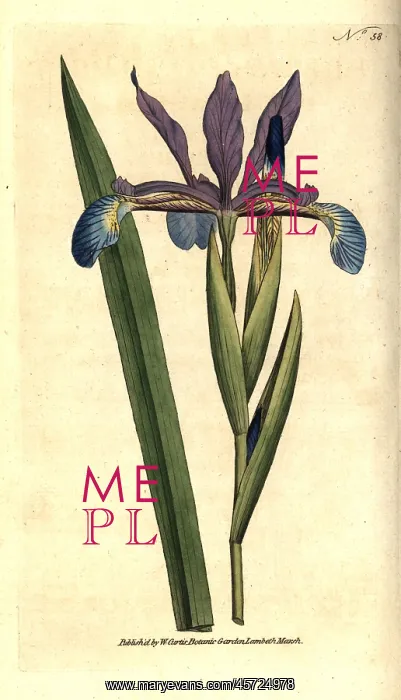 : Spurious iris, Iris spuria : Spurious iris, Iris spuria