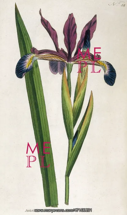: Spurious Iris or Iris Spuria : Spurious Iris or Iris Spuria
