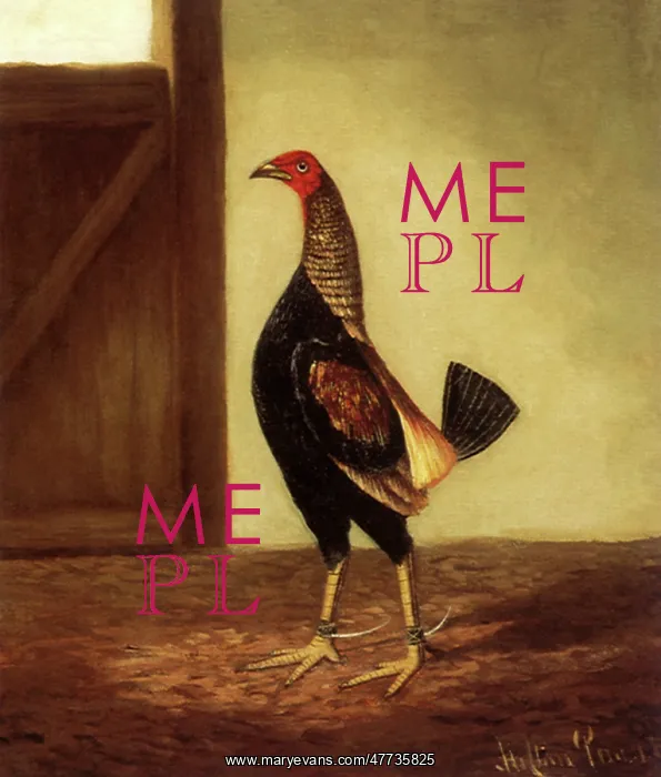  : Spurred Fighting Cock