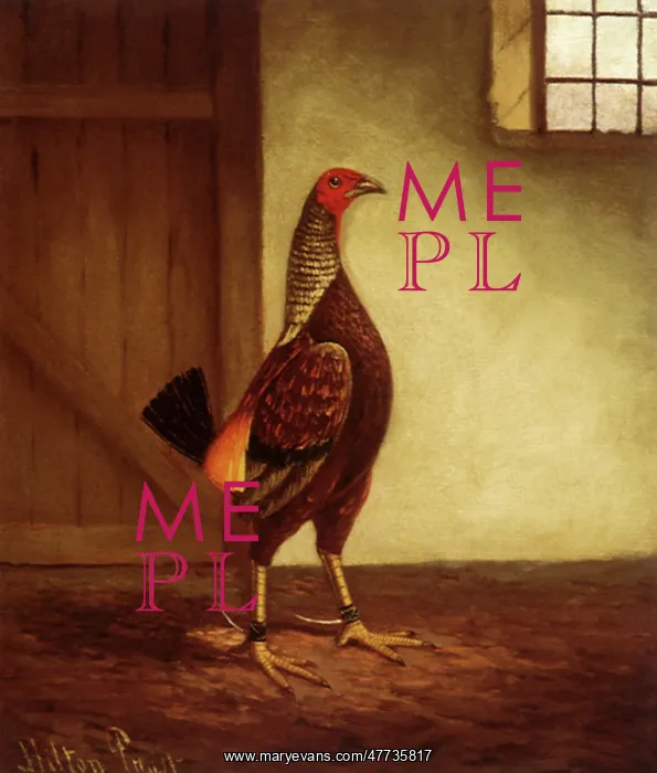  : Spurred Game Cock