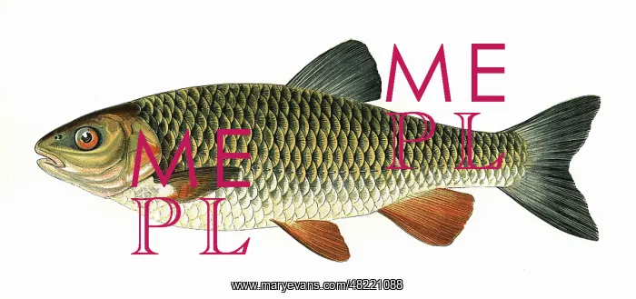 : Squalius cephalus, or European Chub : Squalius cephalus, or European Chub
