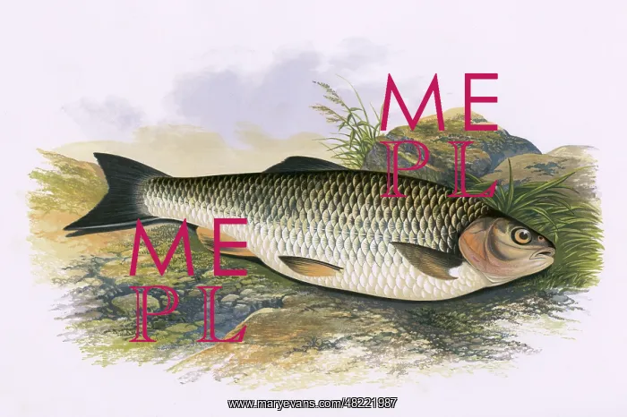 : Squalius cephalus, or European Chub : Squalius cephalus, or European Chub