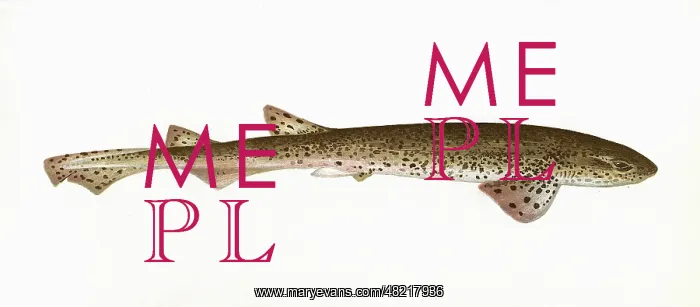 : Squalus catulus, a species of dogfish : Squalus catulus, a species of dogfish