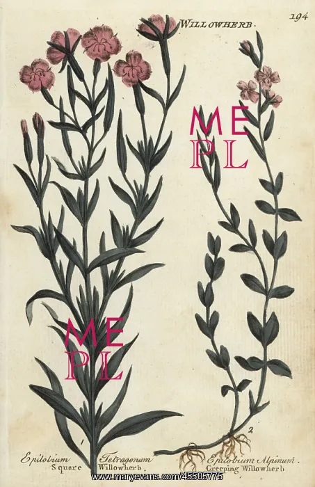 : Square willowherb and creeping willowherb : Square willowherb and creeping willowherb