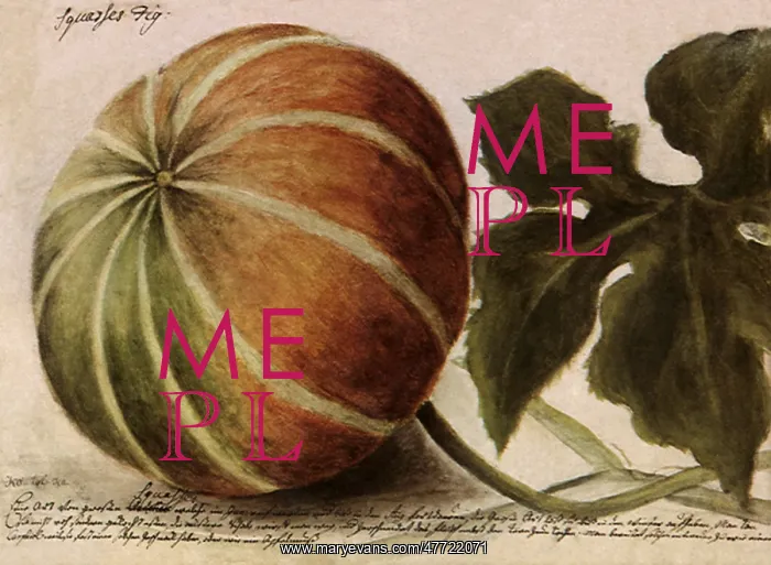  : Squash