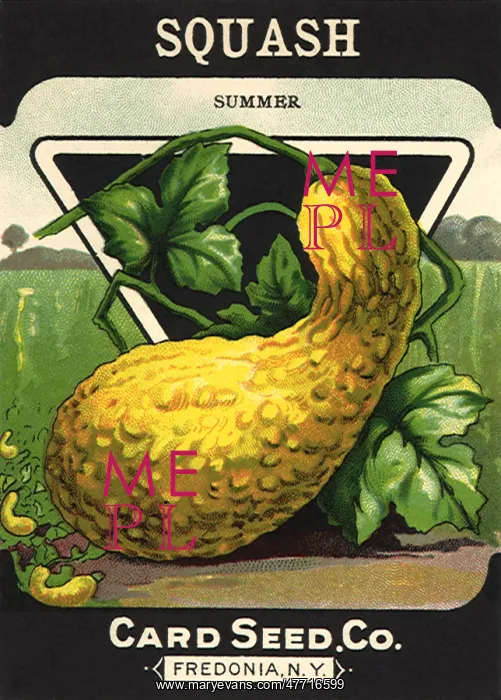  : Squash Seed Packet