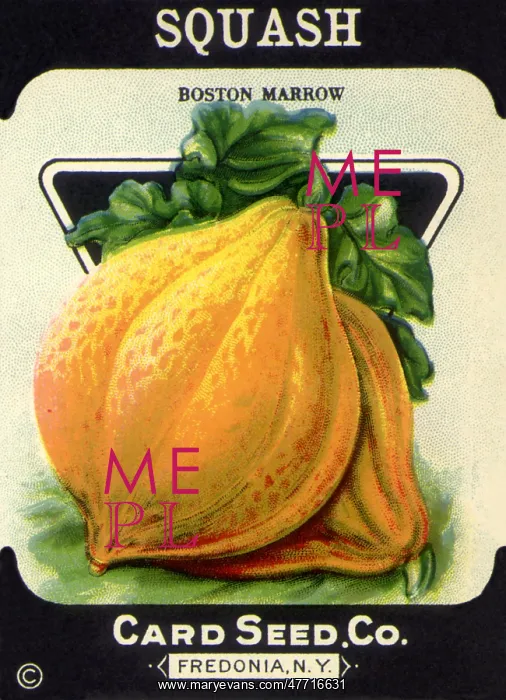  : Squash Seed Packet