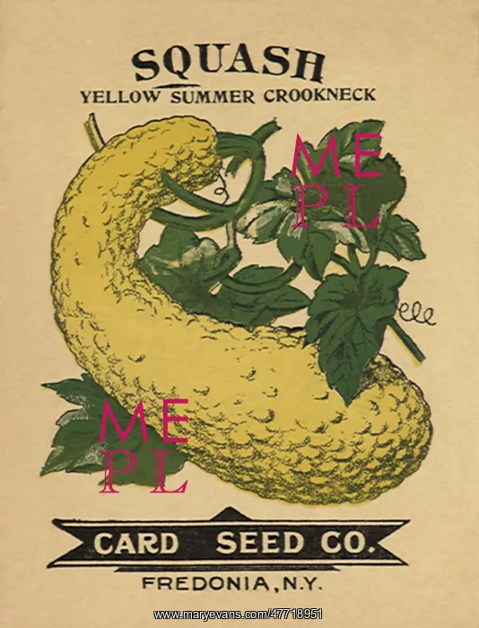  : Squash Seed Packet
