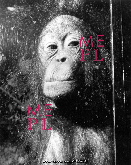 : SQUASHED ORANGUTAN : SQUASHED ORANGUTAN