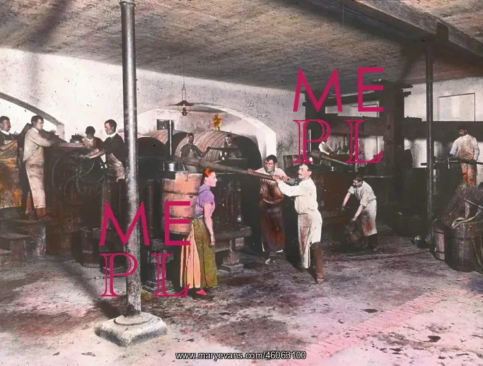 : At the squeezers in the wine cellar : At the squeezers in the wine cellar