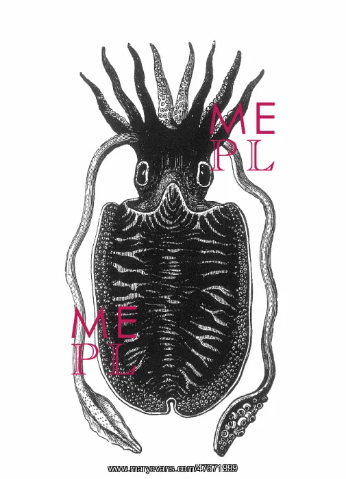 : Squid, Cephalopod : Squid, Cephalopod