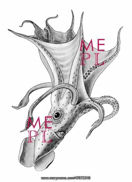 : Squid, Cephalopod : Squid, Cephalopod