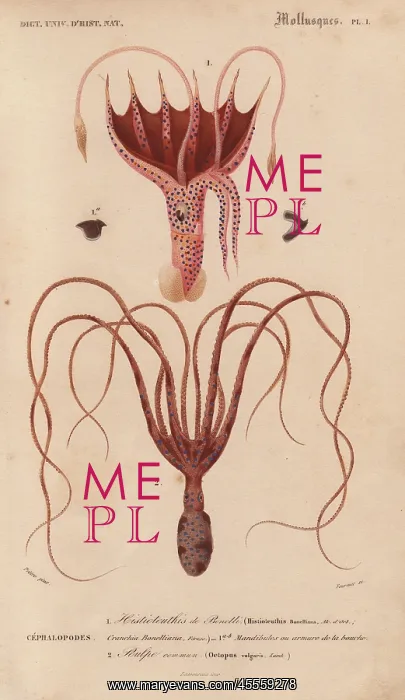 : Squid, Histioteuthis bonnellii, and octopus : Squid, Histioteuthis bonnellii, and octopus