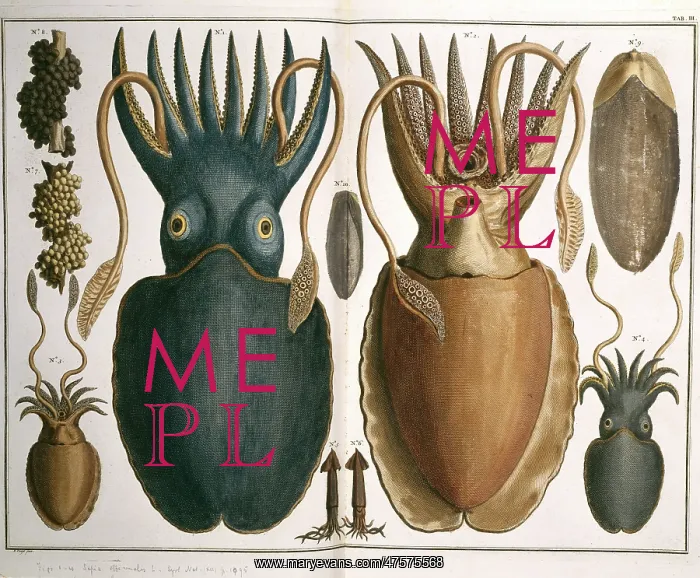 : Squid illustration : Squid illustration