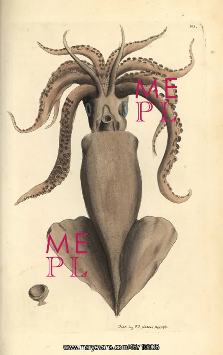 : Squid, Loligo vulgaris : Squid, Loligo vulgaris