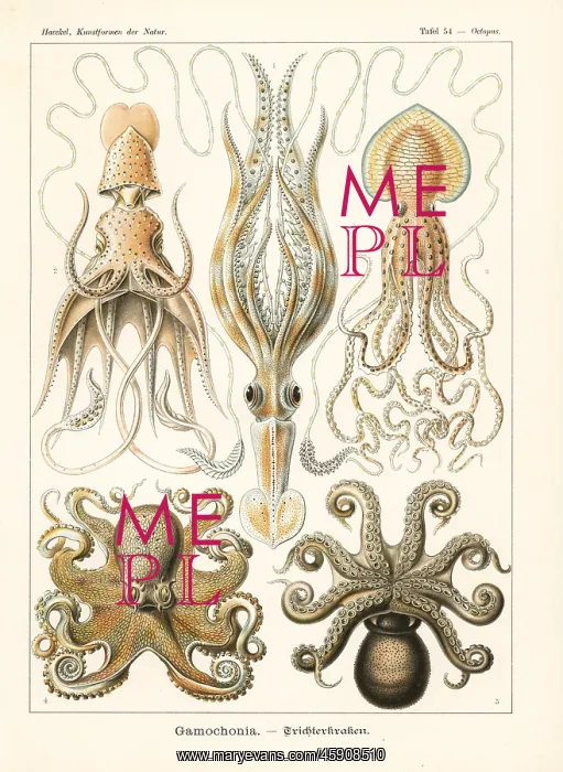  : Squid and octopi
