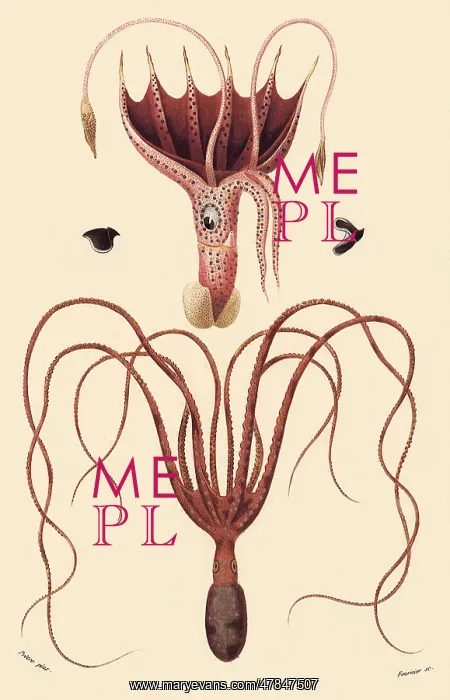  : A Squid and an Octopus