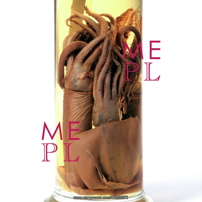 : Squid specimen : Squid specimen