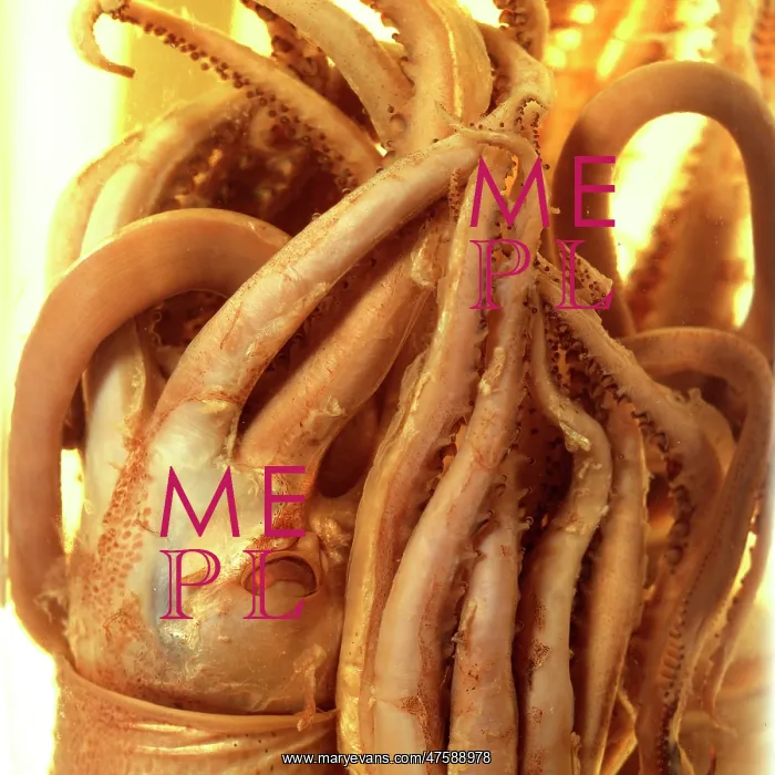 : Squid specimen : Squid specimen