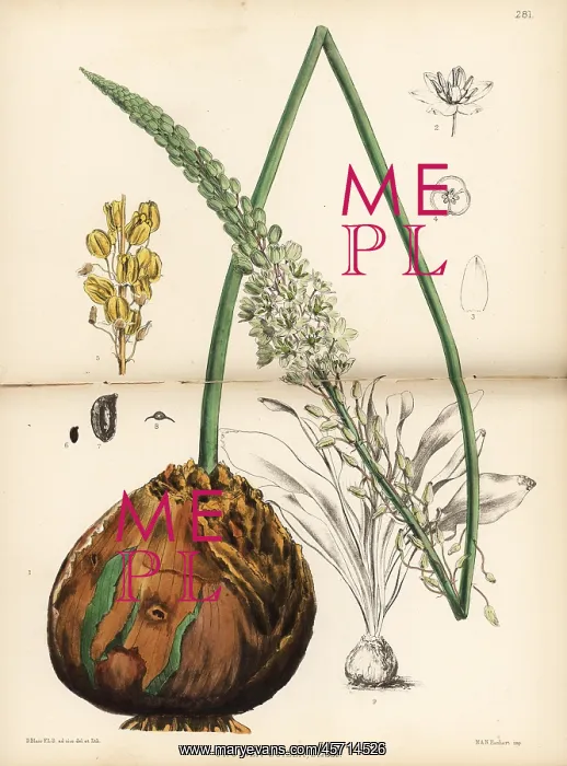 : Squill, Drimia maritima : Squill, Drimia maritima