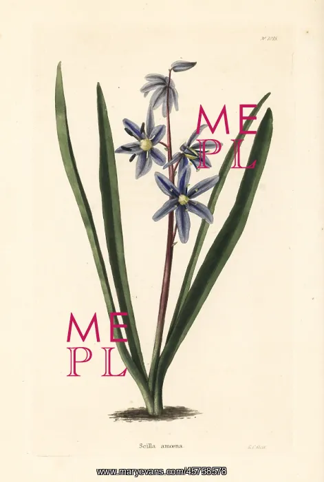 : Squill, Scilla amoena : Squill, Scilla amoena