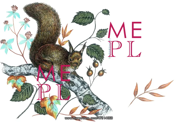 : Squirrel on a birch bough : Squirrel on a birch bough