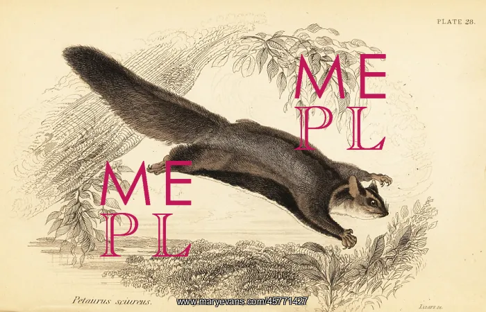 : Squirrel glider, Petaurus norfolcensis : Squirrel glider, Petaurus norfolcensis