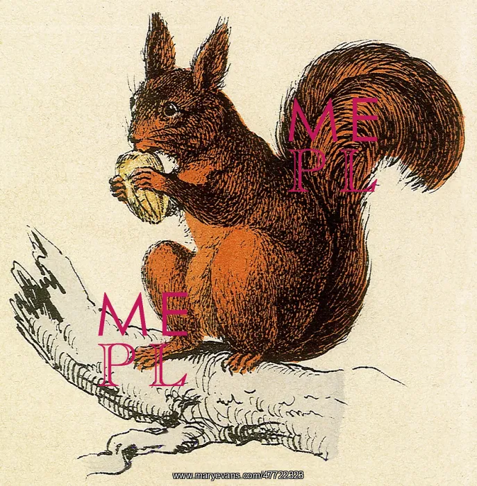  : Squirrel with Nut