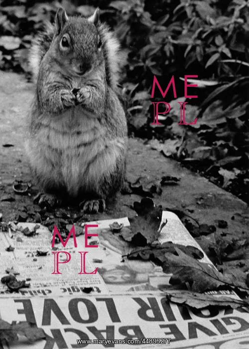 : Squirrel reading a tabloid newspaper : Squirrel reading a tabloid newspaper