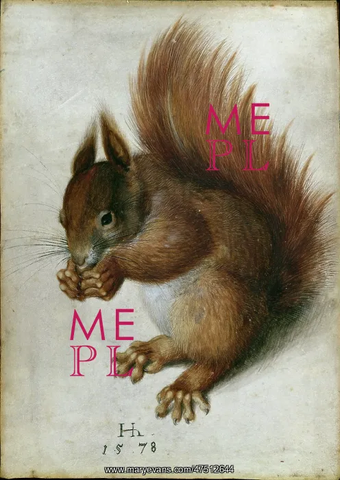 : Squirrel ' red squirrel eating a nut : Squirrel ' red squirrel eating a nut