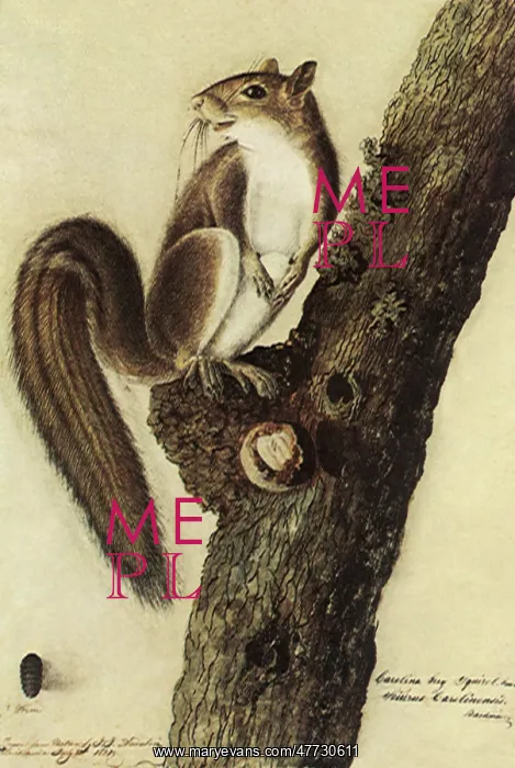  : Squirrel on Tree