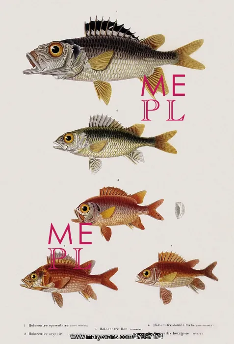 : Squirrelfish : Squirrelfish
